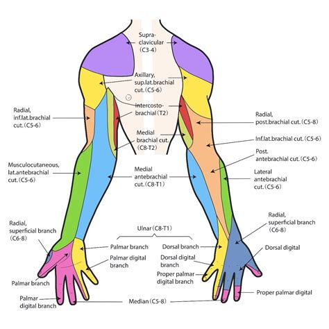 C8 Nerve Hand Dermatome - Dermatomes Chart and Map