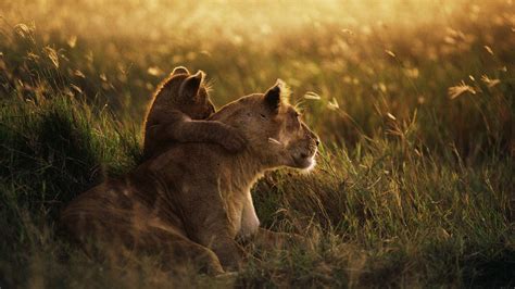 Brown lion cub hugging brown lioness HD wallpaper | Wallpaper Flare