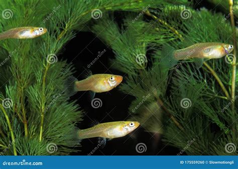 Mosquito Fish, Gambusia Affinis Aquarium Stock Photo - Image of fish, plant: 175559260