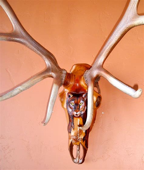 The Mountain Lion Skull Click a thumbnail to see slideshow