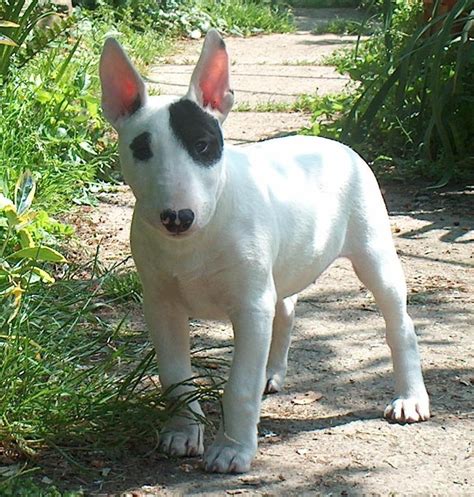 Bull Terrier - Dogs breeds | Pets