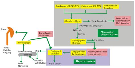 Gilbert Syndrome - Causes, Diagnosis, Complications, Treatment