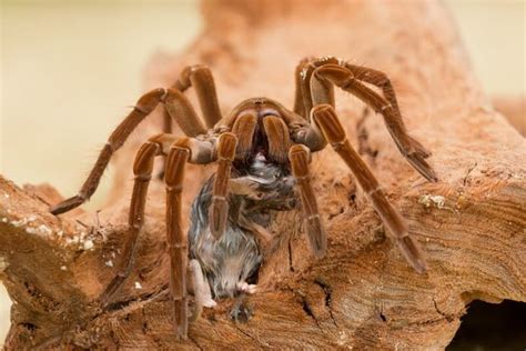 Goliath Birdeater - Facts and Beyond | Biology Dictionary