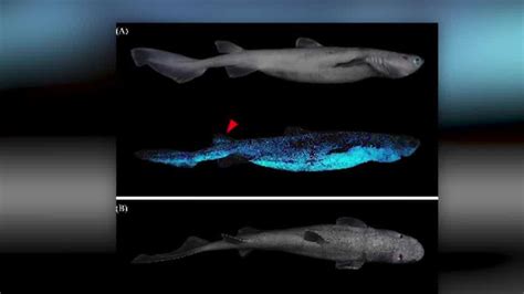 Scientists document multiple shark species that glow in the dark for the first time