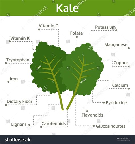 Kale Nutrient Facts Health Benefits Info Stock Vector (Royalty Free ...