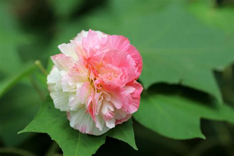 Hibiscus Mutabilis (Confederate Rose) Grow & Care Guide - RayaGarden