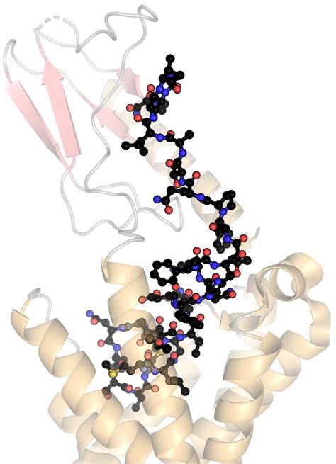 Calcitonin gene-related peptide - Wikiwand