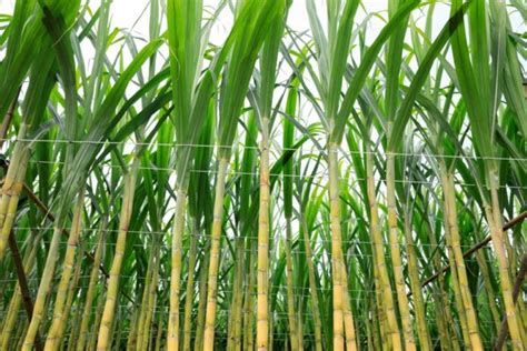 Sugarcane Farming in Brazil: Exploring Varieties, Cultivation, Production Costs, and Profit