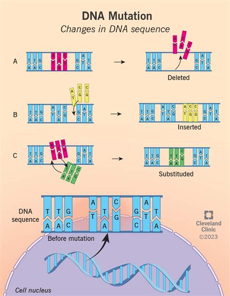 What is a Genetic Mutation? Definition & Types