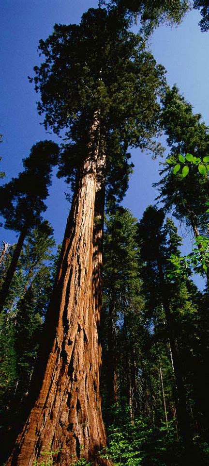 Mind Blown: Six Specimen Of Remarkable Trees