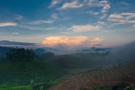 Sunrise at Tea Plantation. India, Munnar, Kerala Stock Image - Image of ...