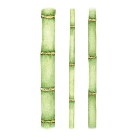 Set of bamboo stems . Greenery bamboo. Watercolor illustration, hand-drawn. Isolated on white ...