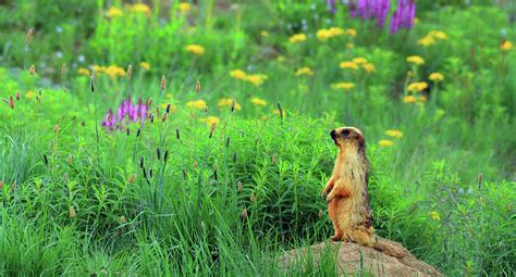 Long Tailed Marmot, Pakistan by Nadeem Khawar