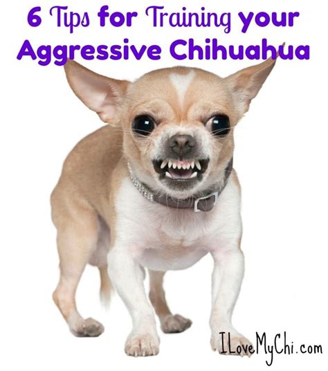 6 Tips for Training your Aggressive Chihuahua | Chihuahua breeds ...