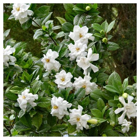 Gardenia 'Frostproof' 1pc - National Plant Network U.S.D.A Hardiness ...