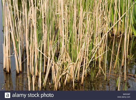 Pond Reeds High Resolution Stock Photography and Images - Alamy