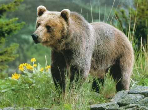 Grizzly Bears - Animals Wallpaper (13128534) - Fanpop