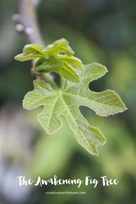 The Fig Tree Awakens With Tiny Leaves And Fruit In Northern Israel - creative jewish mom