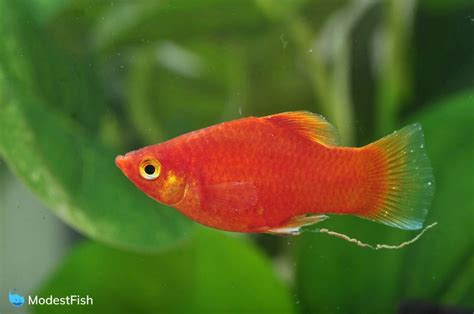 Platy Fish: Aquarist's Care Guide