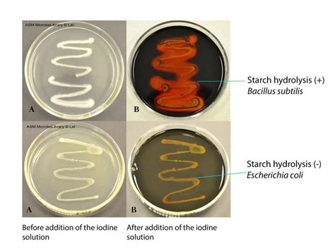 Starch Hydrolysis Test: Principle, Procedure, Results • Microbe Online