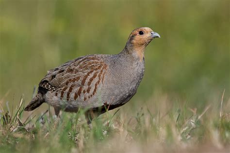 Hungarian Partridge - NDOW