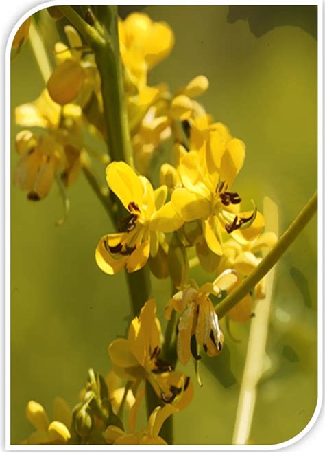 Wild Senna Seeds - Etsy