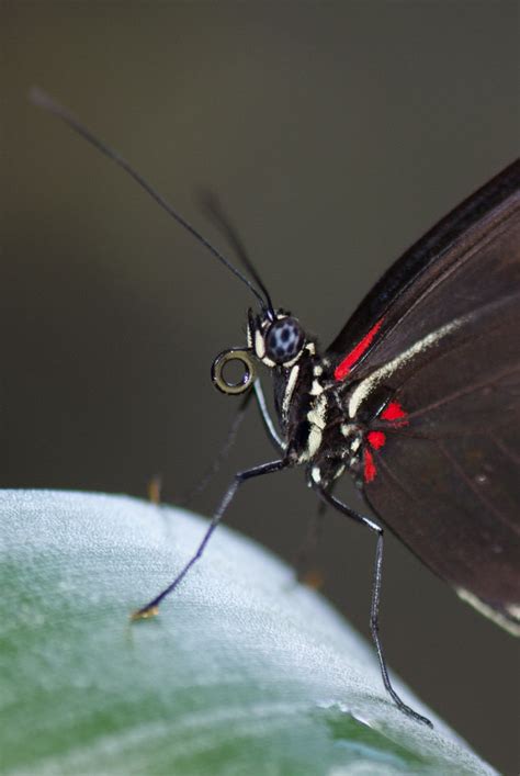 Butterfly Proboscis (Straw & Sponge) - The Infinite Spider