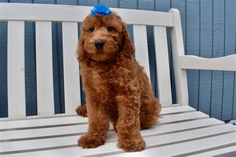 Miniature Irish Doodle Puppies | Happytail Puppies