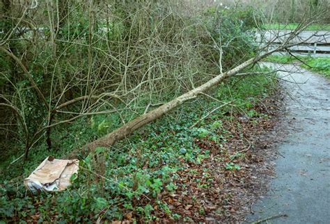 Fallen tree, Browns Bridge © Derek Harper cc-by-sa/2.0 :: Geograph Britain and Ireland