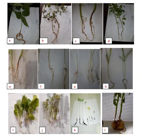 Symptoms of infection by Rhizoctonia solani AG-3PT isolates on ...