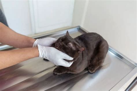 Cat Urinary Tract Infection (UTI): Causes, Symptoms, Treatments - AnimalFate