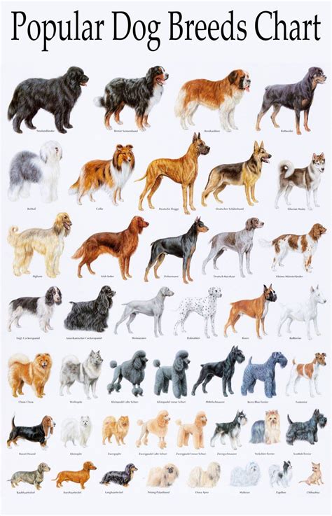 Alphabetical List Of Dog Breeds Printable