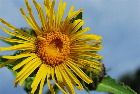 An introduction to elecampane herb | indie herbalist