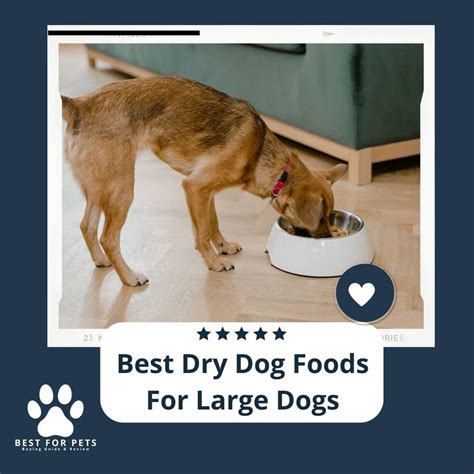 The 15 Best Dry Dog Foods For Large Dogs - BestForPets.org