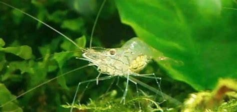 Ghost shrimp – Detailed Guide: Care, Diet and Breeding - Shrimp and ...