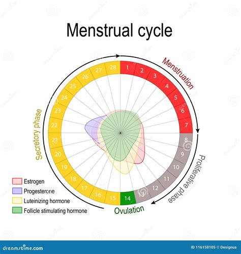 Misunderstanding Resignation Geometry diagram of the menstrual cycle Supply Strait thong To disable