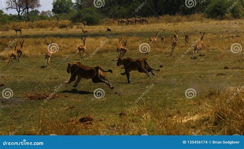 Hunting Lions Running Fast after Impala Stock Photo - Image of botswana ...