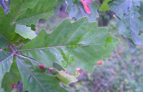 Quercus bicolor (swamp white oak): Go Botany