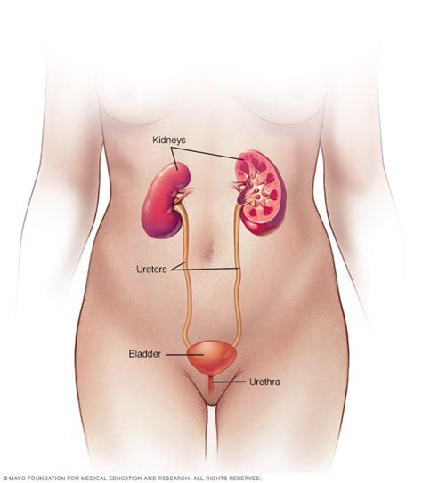 Urinary tract infection (UTI) - Symptoms and causes (2023)