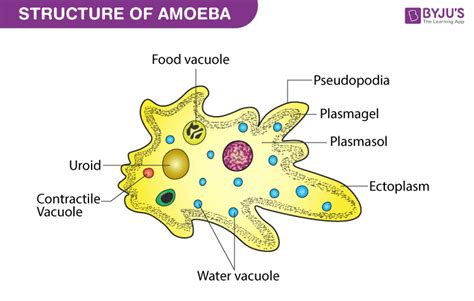 What is Protozoa? - Classification, Characteristics, Examples and Diseases Caused by Protozoa