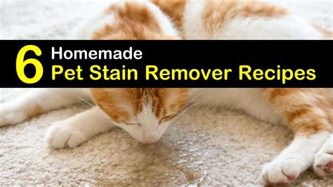 6 Simple Home Remedies for a Pet Stain Remover