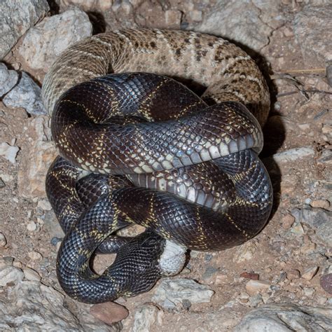 A Kingsnake and a Rattlesnake – Foothills Clusters Wildlife