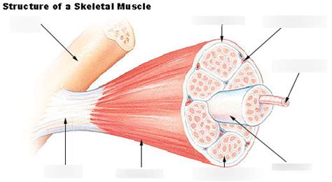 Muscle Fascicle Diagram | Quizlet