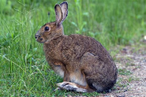 Snowshoe Hare (Lepus americanus)