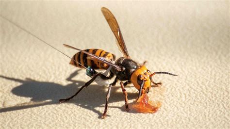 It's a Trap: Murder Hornets' Own Sex Pheromones Could Be Their Downfall ...