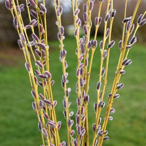 Coppicing basketry willow - Willow BasketmakerWillow Basketmaker | Willow, Tree care, Diy weaving