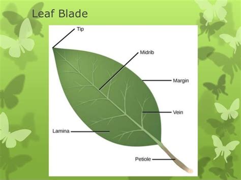 Cuticle Leaf