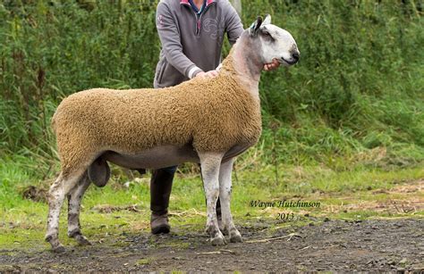 Ballymena Ram & Female Sale | Bluefaced Leicester Sheep Breeders' Association