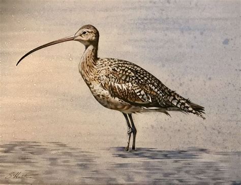 'Curlew' - Susan Hutchison