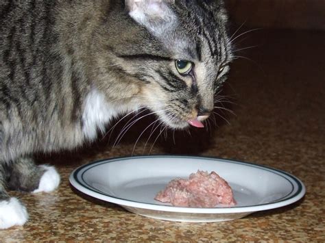 Transition Guide: Making the switch to ground raw. - CatCentric